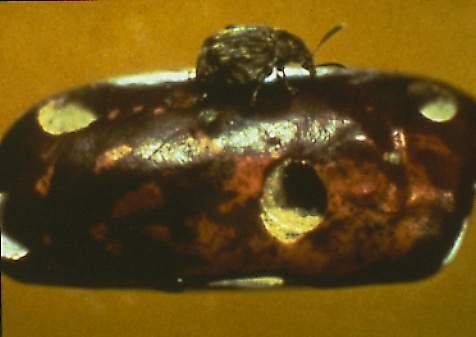 BEANS FOR SALE IN OPEN SACKS