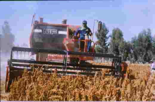COSECHA MECANIZADA DE QUINUA EN HUANCAYO