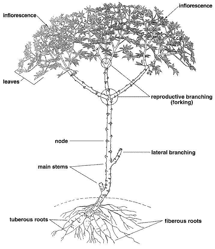 DIAGRAM OF A CASSAVA PLANT (23KB)