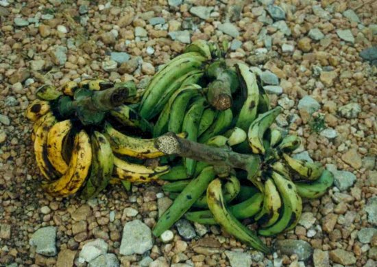 SIGNS OF LOOSING FRESHNESS