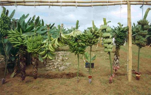 BUNCHES OF PLANTAINS AND COOKING BANANAS FROM THE GERMPLASM COLLECTION