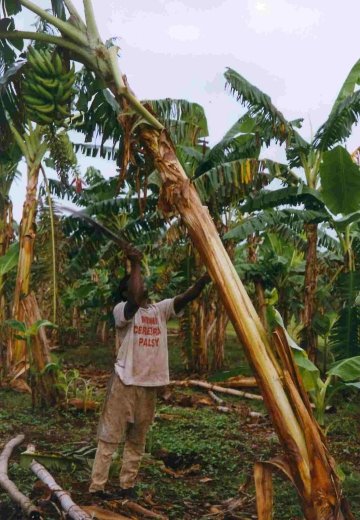 STAGE INVOLVED IN HARVESTING A BUNCH OF PLANTAIN I
