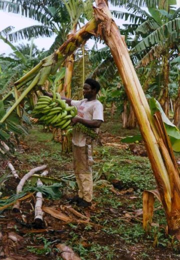 STAGE INVOLVED IN HARVESTING A BUNCH OF PLANTAIN III